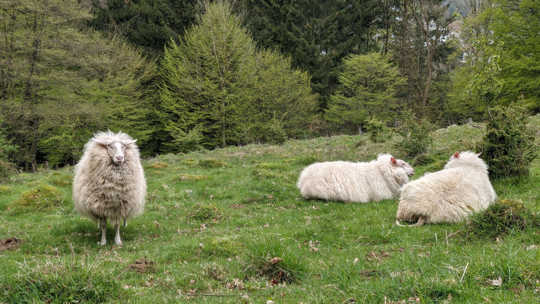 Seltene Ameisenbuckelwiesen nahe des Rolfschen Hofes in Berlebeck sollen durch Schafbeweidung gepflegt und in die Bildung für nachhaltige Entwicklung (BNE) eingebunden werden.<br>Foto: LWL/Hartmut Ortstadt