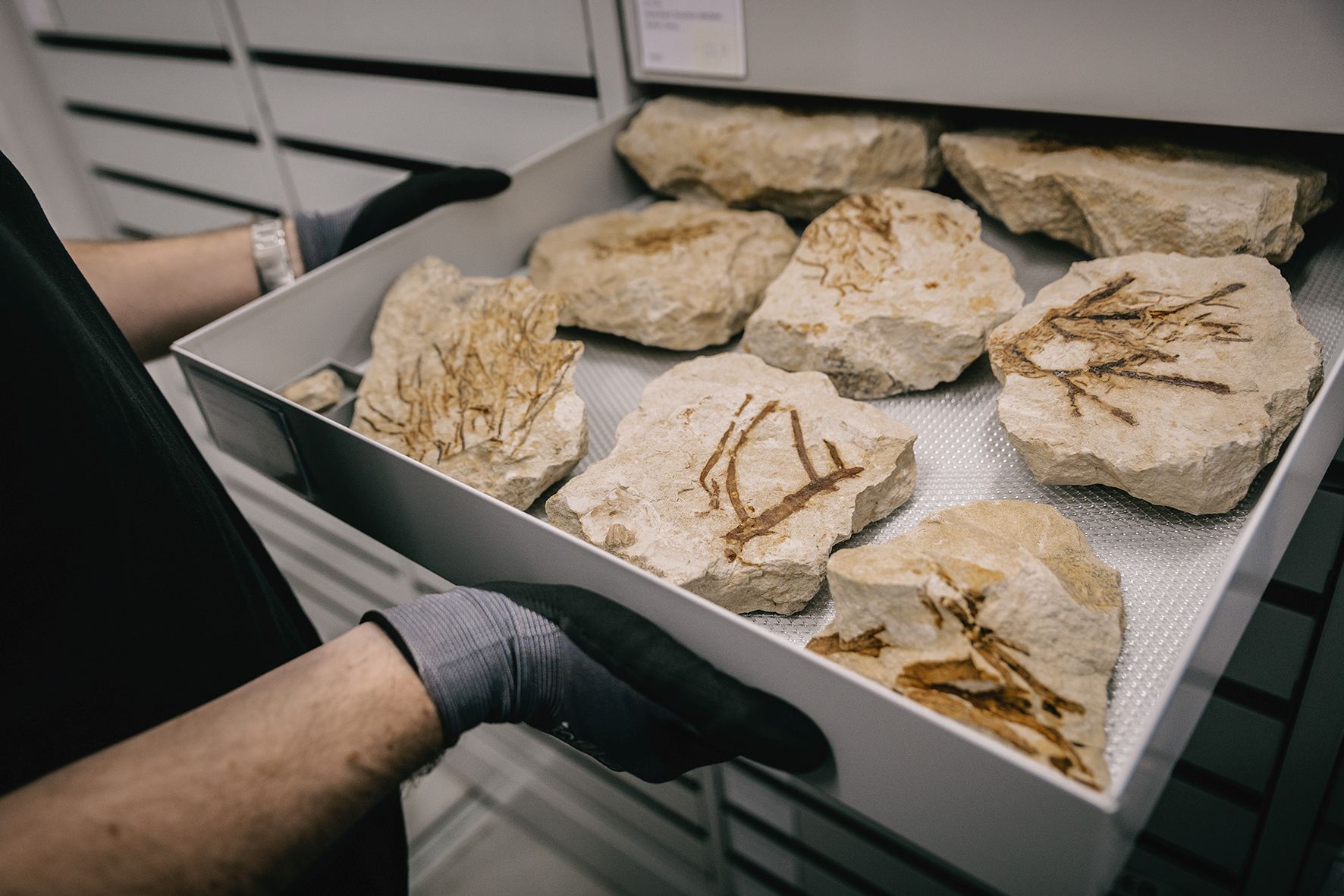 Bei der Führung durch das Zentralmagazin können Interessierte mehr über die paläontologische Sammlung des LWL-Museums für Naturkunde erfahren.<br>Foto: LWL/Steinweg