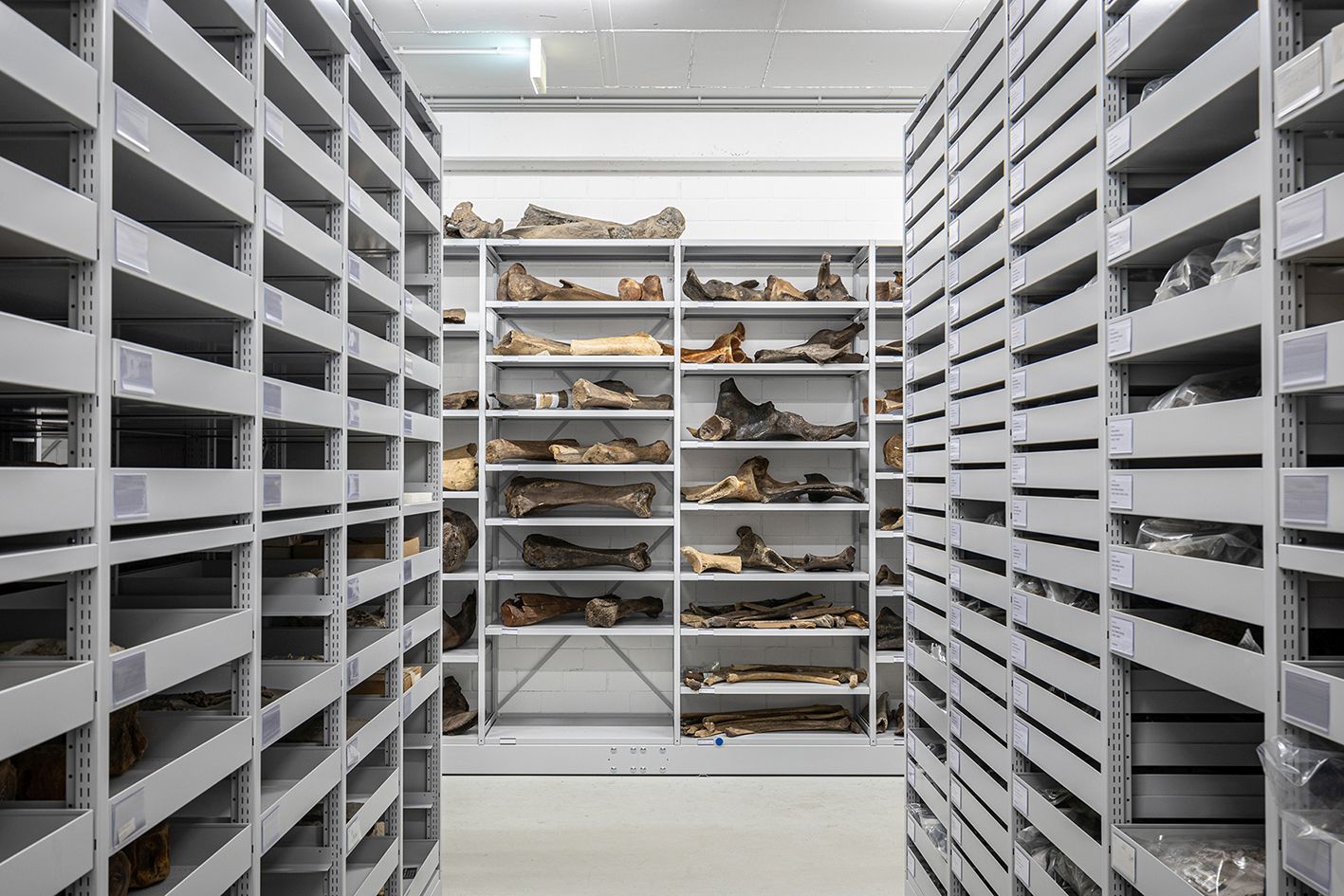 Einblicke in die Sammlung des LWL-Museums für Naturkunde gibt es bei der Führung durch das Zentralmagazin in der Speicherstadt in Münster.<br>Foto: LWL/Steinweg
