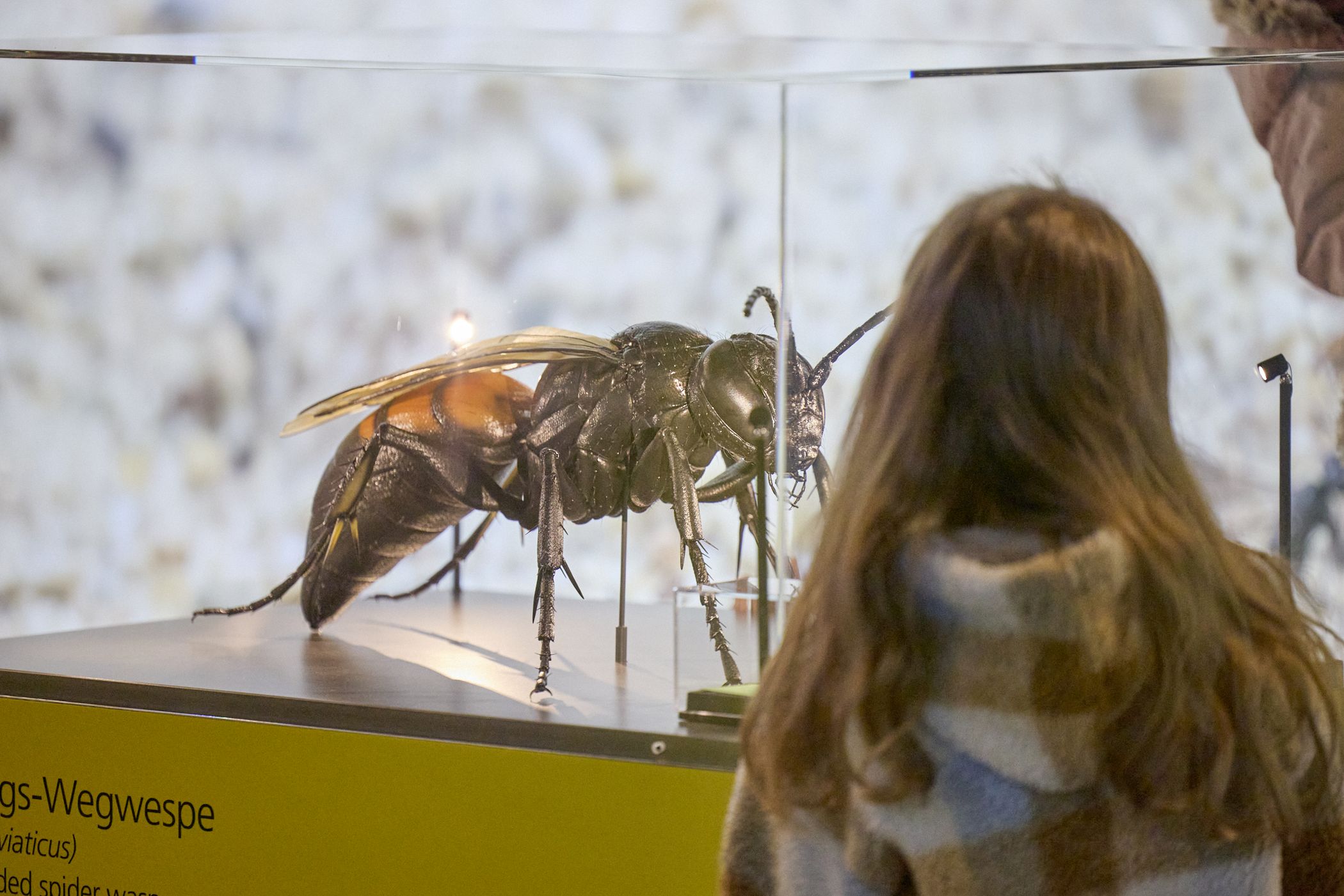 Am Wochenende stehen auf der Zeche Zollern verschiedene Familienaktionen rund um die Ausstellung "Industrie-Insekten" auf dem Programm.<br>Foto: LWL/ Philipp Harms