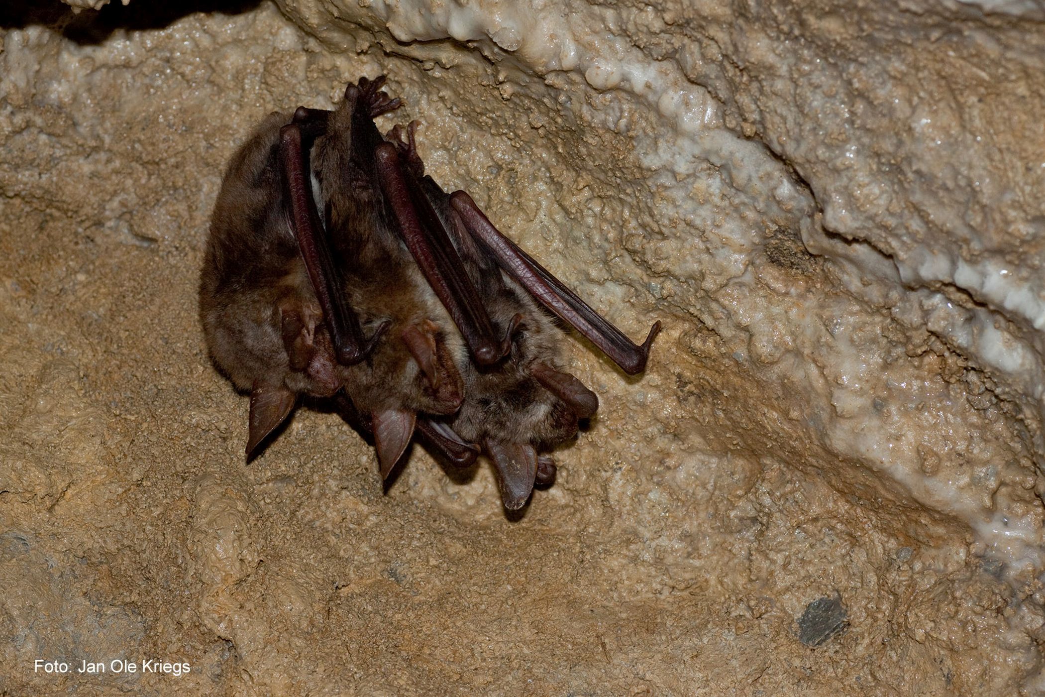 Fledermäuse sind streng geschützte Tiere und Störungen sind besonders während der Wochenstubenzeit zu vermeiden. Bei Fragen kontaktieren Sie die Naturschutzbehörde oder Fledermausexperten.<br>Foto: Jan Ole Kriegs