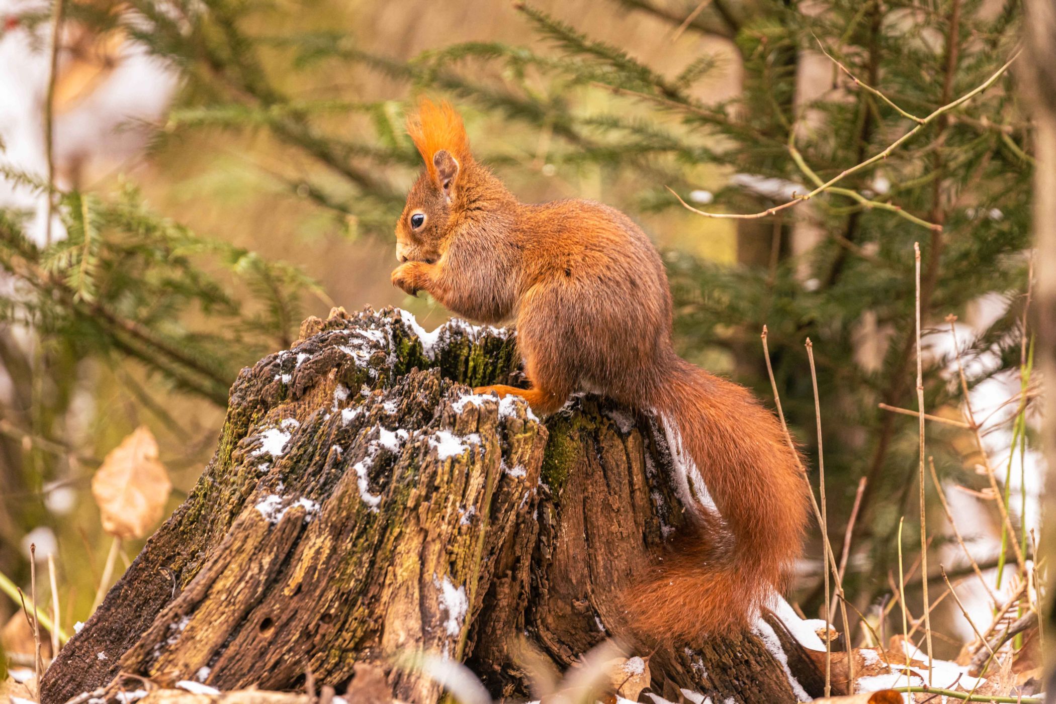 "Unsere Wälder - Netzwerk der Tiere" stellt als Begleitprogramm zur Sonderausstellung "Alleskönner Wald" den Lebensraum Wald vor.<br>Foto: Andreas Hartl