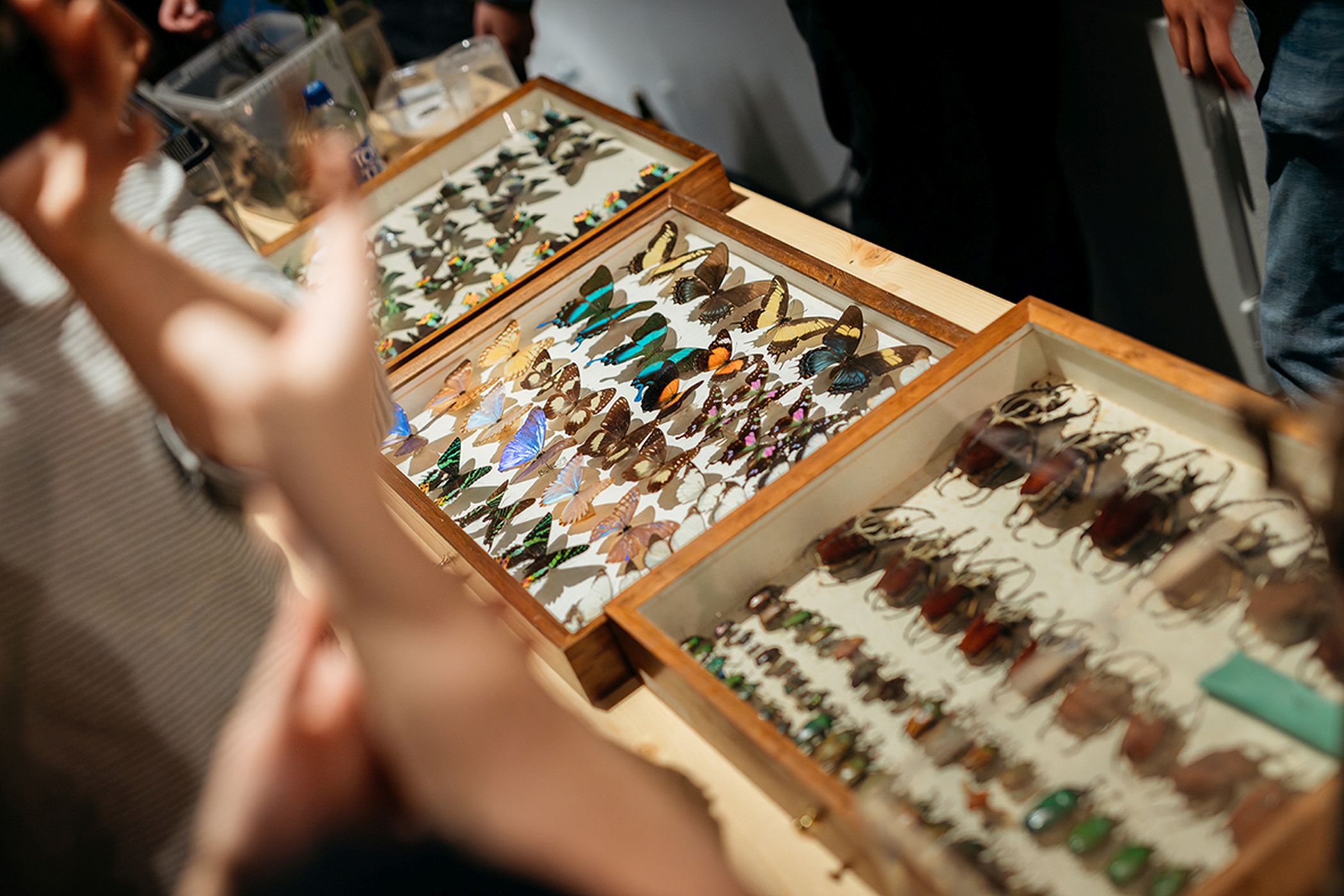 Schmetterlinge, Käfer und viele weitere Insektenarten können im Detail betrachtet werden.<br>Foto: LWL/Christoph Steinweg