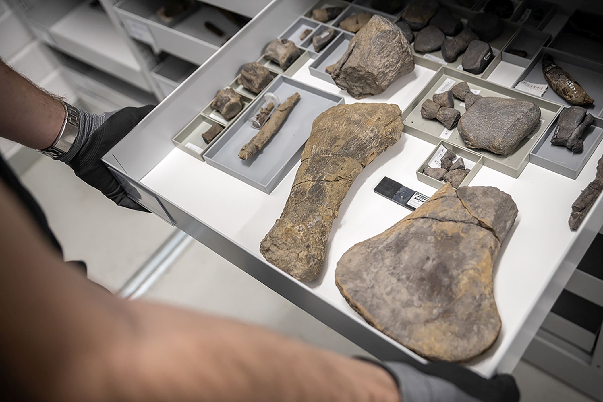 Die Sammlung im Zentralmagazin umfasst unter anderem seltene Fossilien und Minerale.<br>Foto: LWL/Steinweg