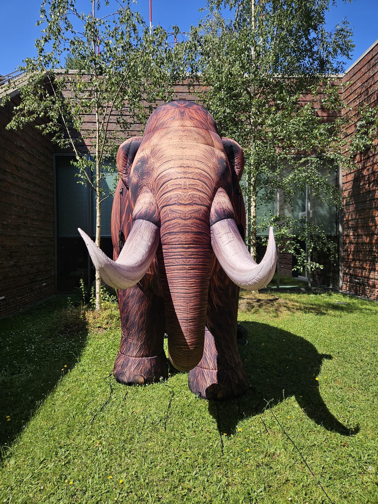 Das aufblasbare Mammut des LWL-Museums für Archäologie und Kultur wird am Domplatz stehen.<br>Foto: LWL/Kortmann