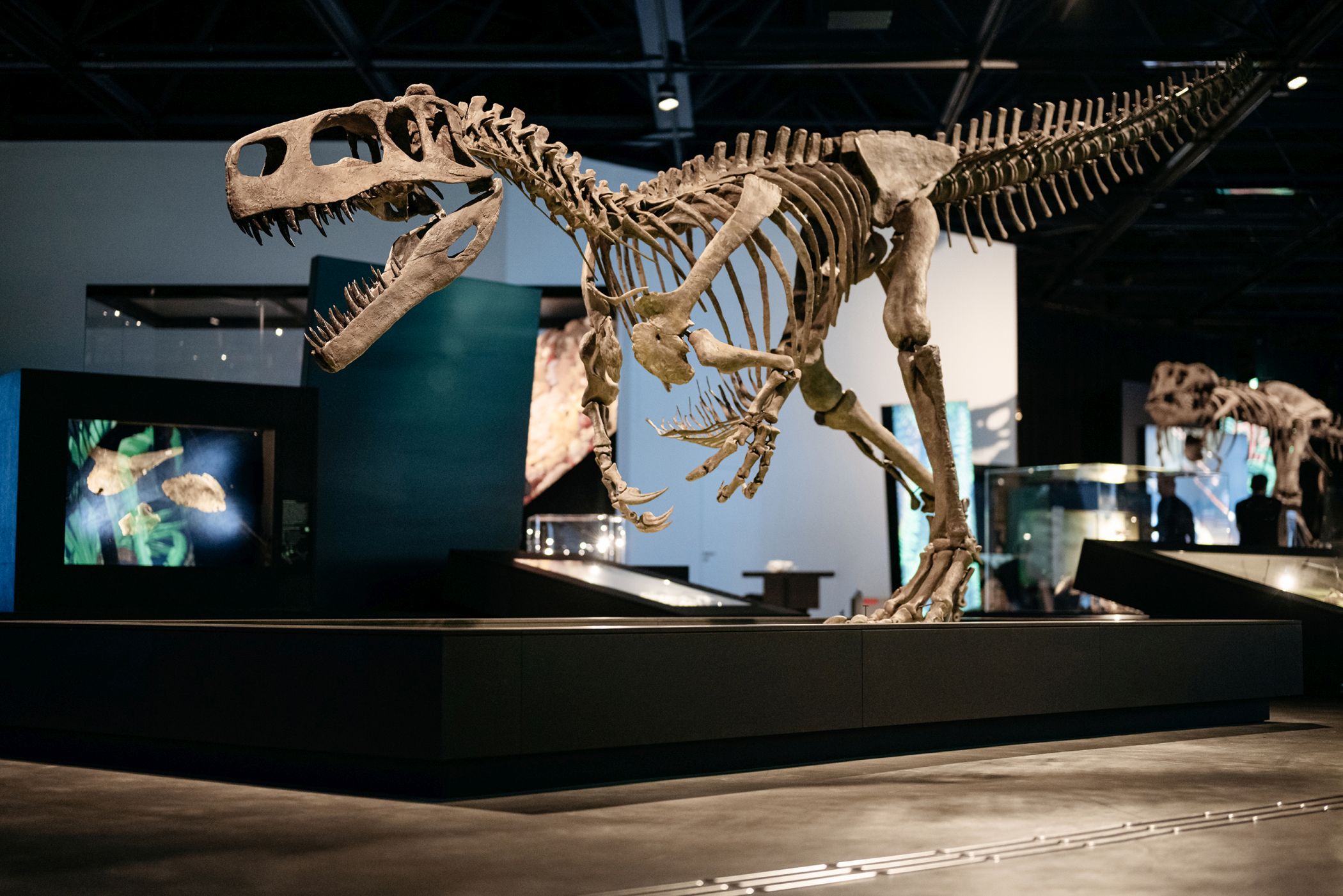 Der Wiehenvenator im Blickpunkt: Das Skelett des Raubsauriers ist eines der eindrucksvollen Exponate in der Paläontologischen Landesausstellung.<br>Foto: LWL/Steinweg