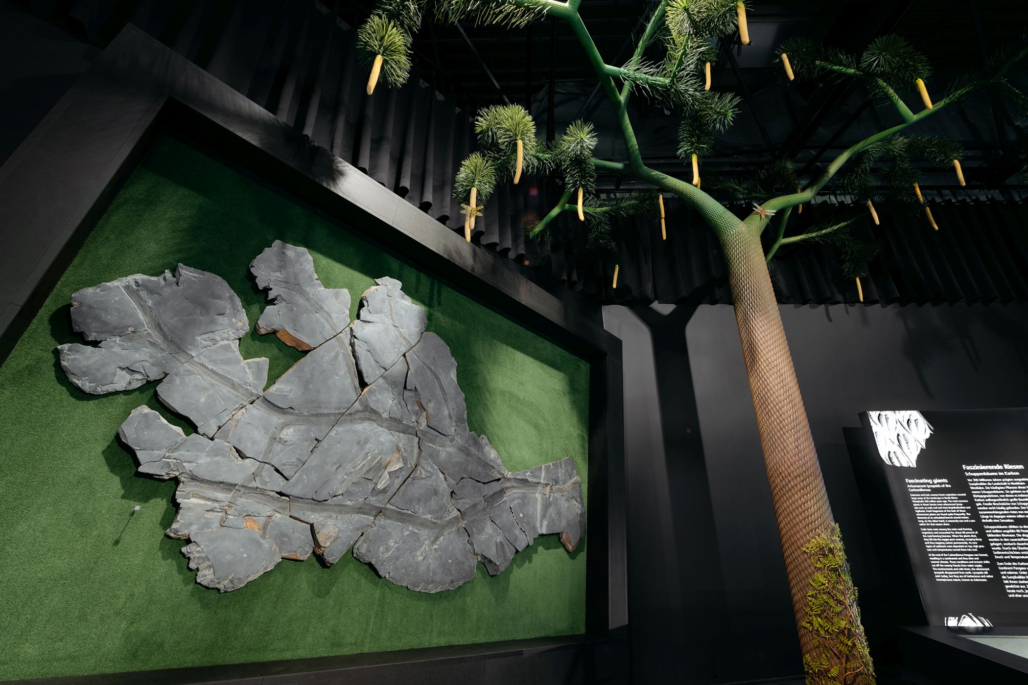 Vom Fossil zur Lebenswelt: Neben dem erhaltenen Abdruck eines Schuppenbaums zeigt die Ausstellung eine Rekonstruktion der urzeitlichen Pflanze.<br>Foto: LWL/Steinweg