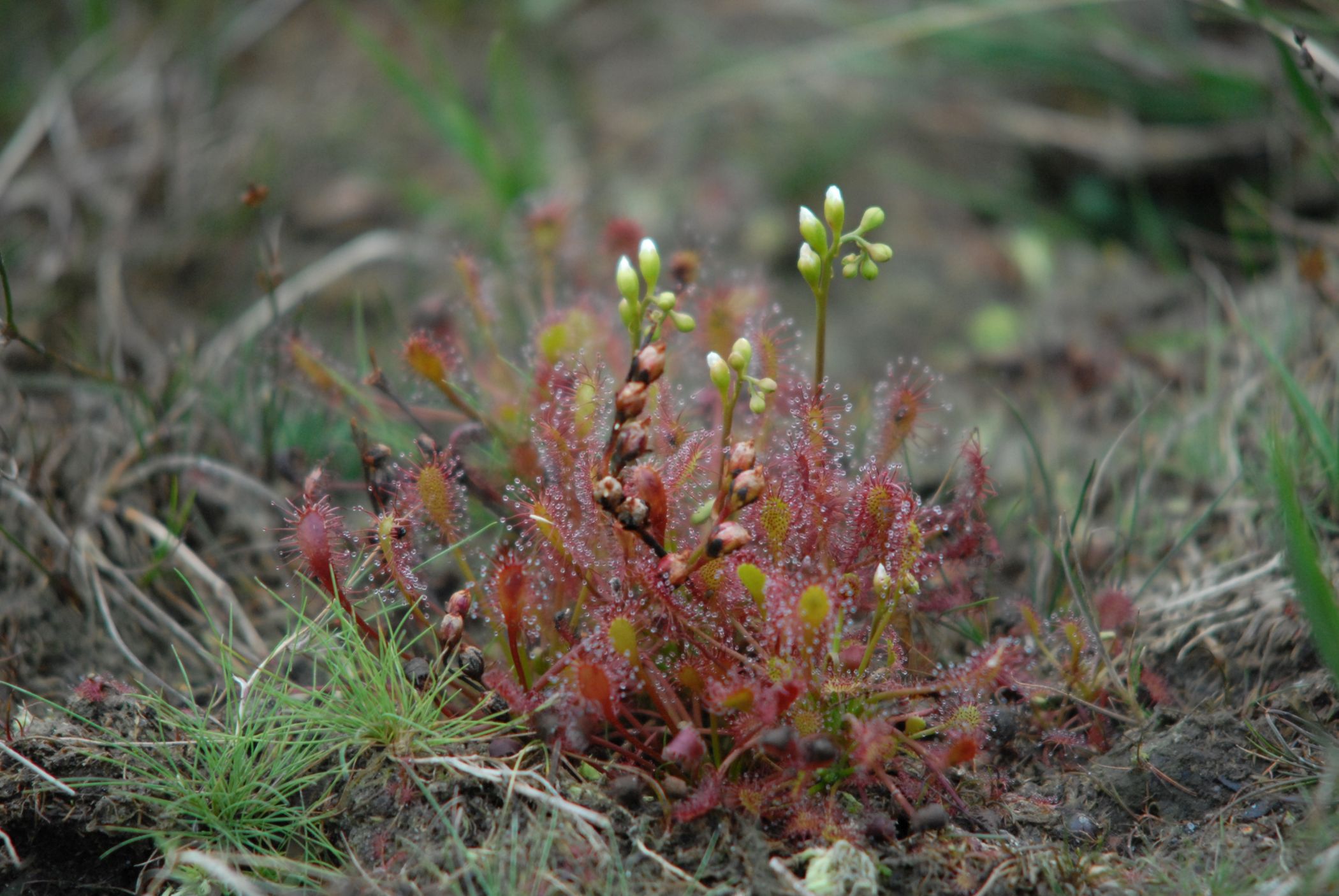 Charakteristisch sind die mit Klebedrüsen besetzten Blätter des Sonnentaus, die der moortypischen Pflanze den Fang von Beute und so das Gedeihen auch auf sehr nährstoffarmen Böden ermöglichen.<br>Foto: Katharina Crazius