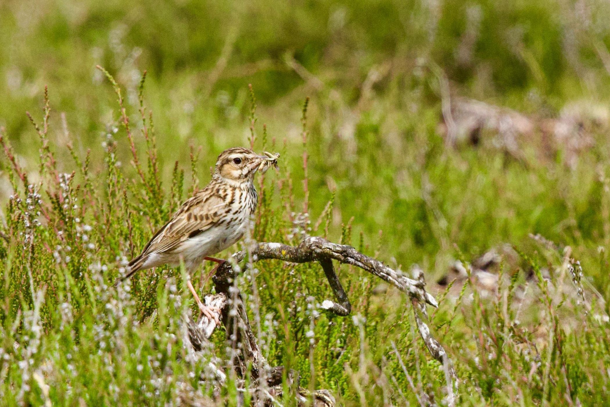 Die Heidelerche (Lullula arborea) ist ein typischer Bewohner von trockenen Heidelandschaften, lichten Kiefernwäldern und Moor-Heide-Komplexen.<br>Foto: LWL/Kriegs
