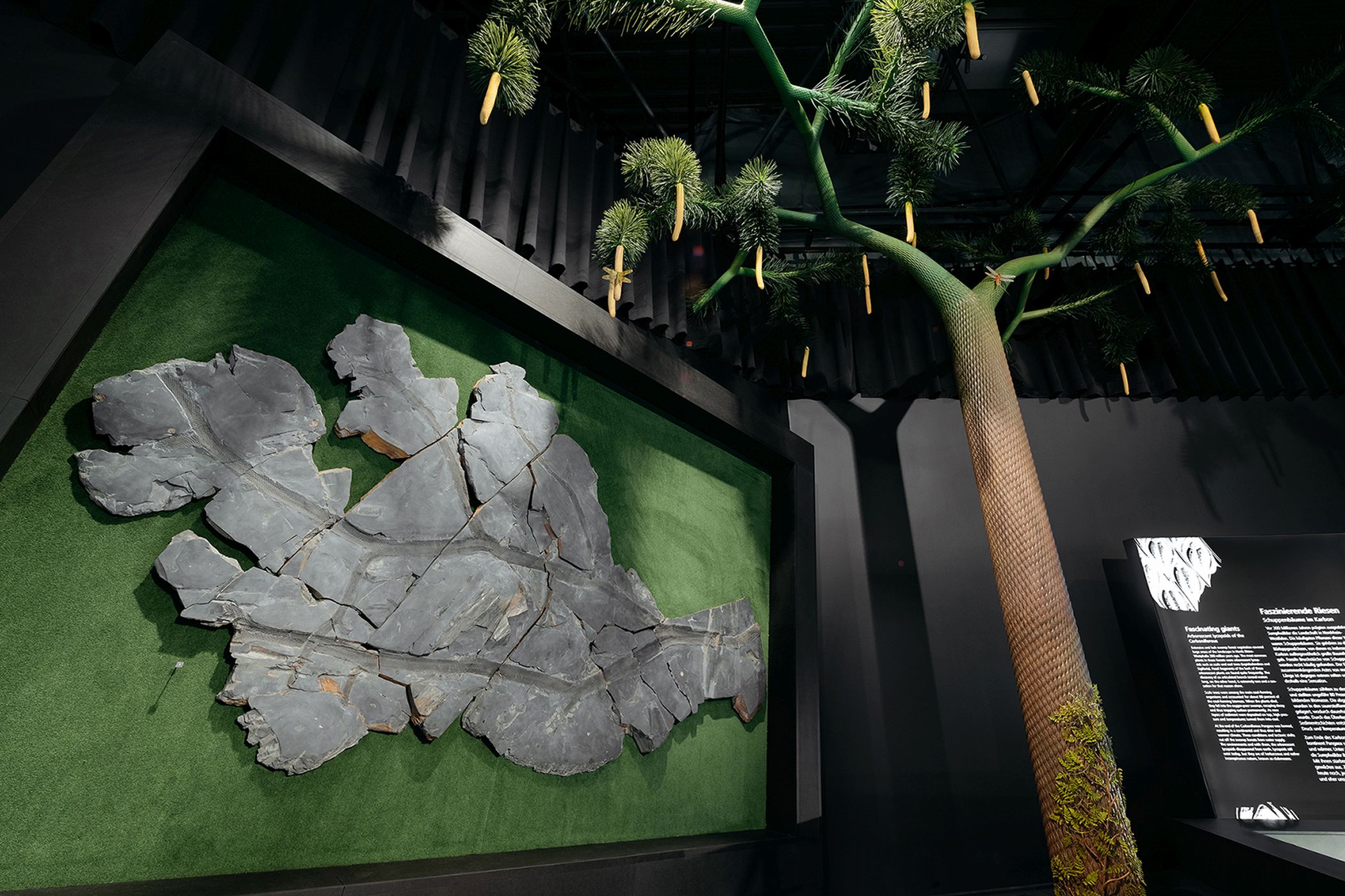 Fossil und Rekonstruktion von Lepidodendron aculeatum im LWL-Museum für Naturkunde. Anhand der fossilen Überreste können Dr. Christian Pott und Dr. Lothar Schöllmann in ihrem neu erschienenen Artikel Rückschlüsse auf den Aufbau der Baumkrone ziehen.<br>Foto: LWL/Steinweg
