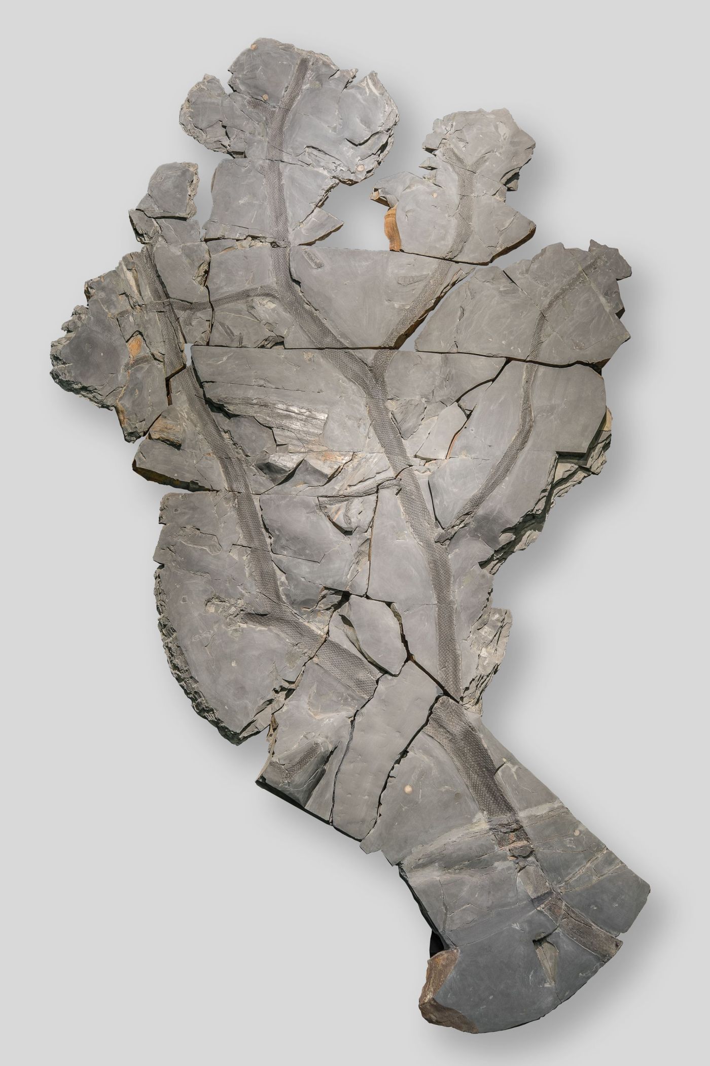 Zusammenhängend erhaltener fossiler Ast von Lepidodendron aculeatum. Eines der größten bekannten Fossilien dieser Art, welches wertvolle Erkenntnisse über die Verzweigungsweise der Baumkrone liefert.<br>Foto: LWL/Steinweg