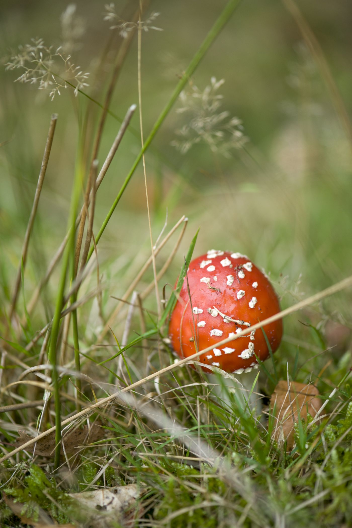 Die weißen Flocken auf dem Hut des Fliegenpilzes sind Rückstände des Velums, aus dem der Pilz wächst.<br>Foto: LWL/ Oblonczyk