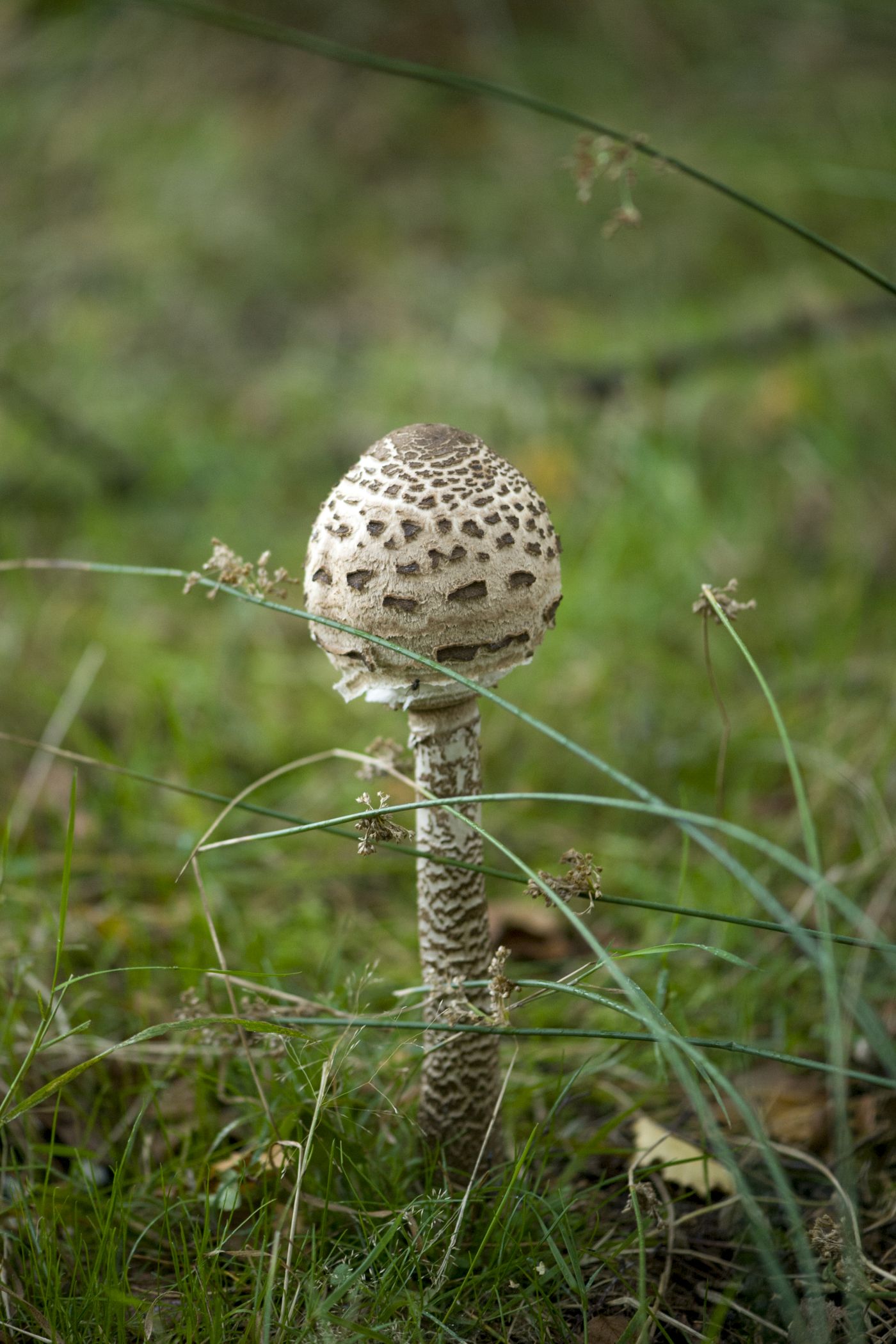 Der Gemeine Riesenschirmling, auch Parasol genannt bildet im Alter einen bis zu 30cm großen Hut aus.<br>Foto: LWL/Oblonczyk