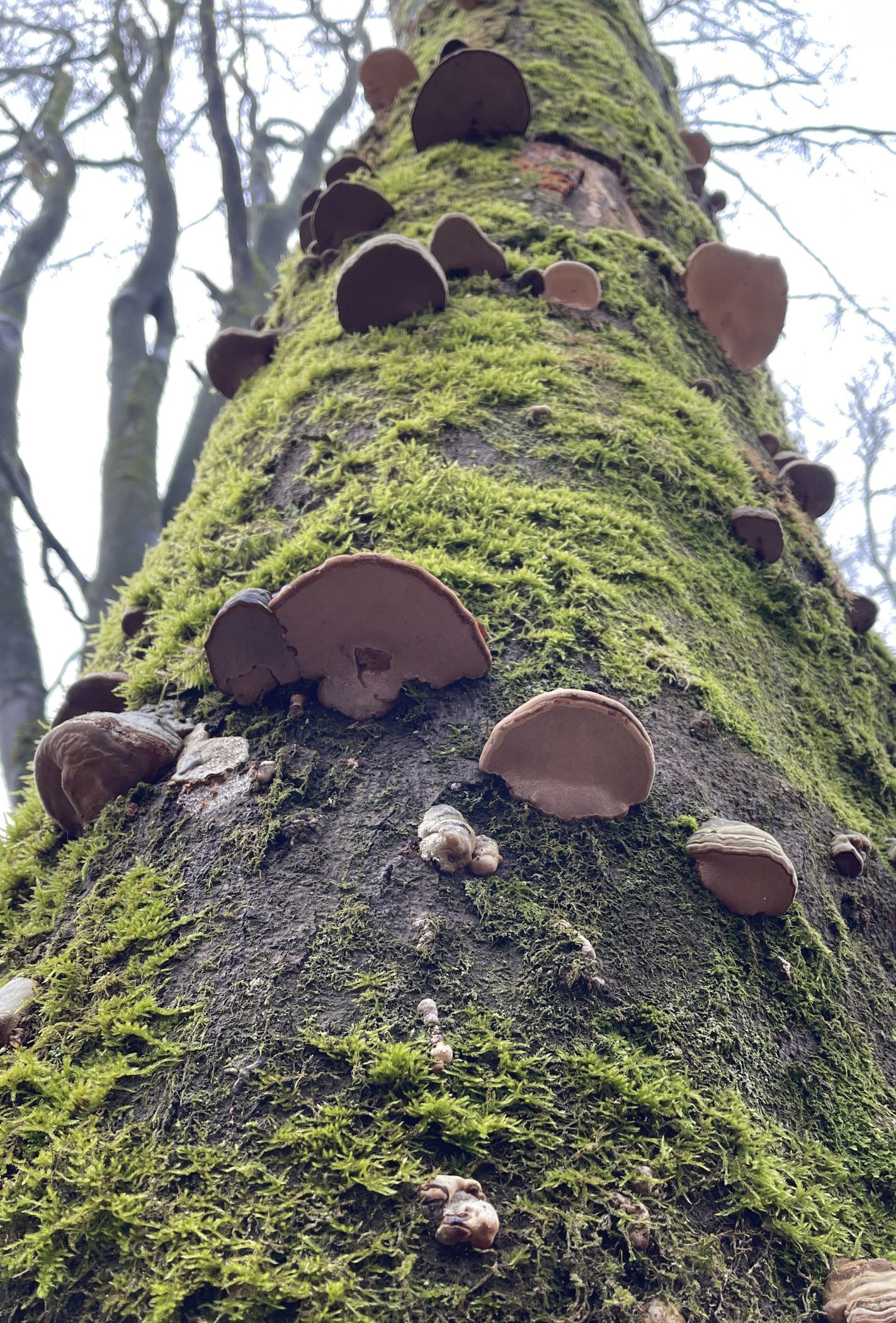 Gerade an Totholz oder kranken Bäumen finden sich häufig Baumpilze.<br>Foto: Bianca Fialla