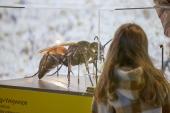 Kleine Tiere ganz groß: Neben Fotografien sind in der Ausstellung "IndustrieInsekten" auch Modelle von Insekten zu sehen.<br>Foto: LWL/ Philipp Harms