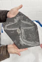 Das Fossil des Fluginsekts Homoioptera vorhallensis aus Hagen-Vorhalle wurde vom Ruhr Museum entliehen und ist einer der Stars in der neuen Sonderausstellung "über-Leben zwischen Dinos und Schuppenbäumen" in Münster.<br>Foto: LWL/Blank