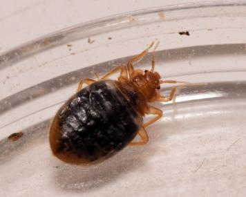 Auf der Suche nach Bettwanzen ist das LWL-Museum für Naturkunde. Die abgebildete Bettwanze, Cimex lectularius, wurde in Barcelona fotografiert.<br>Foto: Marcel Nadal (CC-BY-NC https://www.inaturalist.org/observations/185136587)