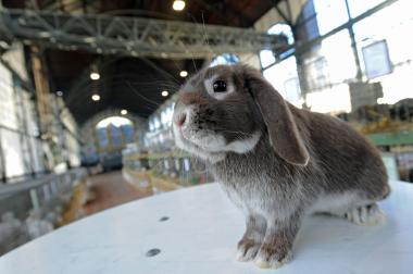 Tierische Schönheitswettbewerbe haben auf Zollern Tradition, dieses Wochenende finden sich die Rassekaninchenzüchter in der historischen Maschinenhalle ein.<br>Foto: LWL