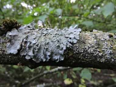 Klimawandelanzeiger Großlappige Punktflechte auf einem Ast (Rheinland bei Langenfeld).<br>Foto: Helga Bültmann
