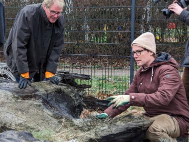 1.300 bis 1.500 Jahre alt sind die Baumstämme, welche Archäologen des LWL in Haltern in einem ehemaligen Lippearm gefunden haben.<br>Foto: LWL/Großekathöfer