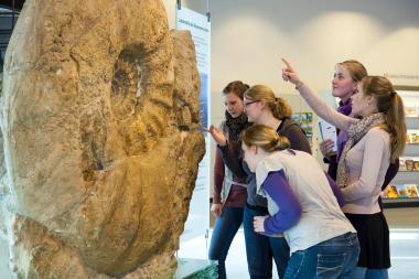 Auf die Spuren des Ammoniten können Interessierte im Workshop "Ammoniten" im LWL-Museum für Naturkunde gehen.<br>Foto: LWL/Oblonczyk