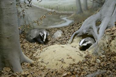Der Dachs galt früher in Westfalen als Wetterprophet. Wenn die Tiere, wie hier in einer Inszenierung im LWL-Museum für Naturkunde in Münster, rund um den 2. Februar bei gutem Wetter aus dem Bau kamen, galt das als Hinweis, dass der Winter noch lange nicht vorbei ist.<br>Foto: LWL/Berenika Oblonczyk