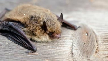 Die Zwergfledermaus gehört zu den kleinsten heimischen Fledermausarten. Sie wiegt gerade einmal so viel wie ein Stück Würfelzucker.<br>Foto: Canva 