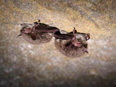 Die Fransenfledermaus fühlt sich in Spalten in und an Gebäuden ebenso wohl wie in natürlichen Höhlen.<br>Foto: Heike Kalfhues