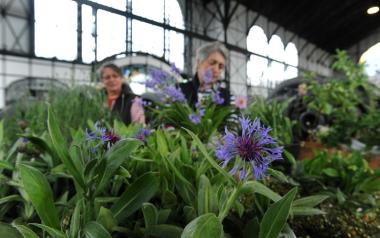 Frühblüher und viel Grünzeug gibt es Samstag beim Gartgenkungelmarkt in der Maschinenhalle der Zeche Zollern.<br>Foto: LWL / Appelhans 