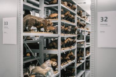 Einblicke in die Sammlungen des LWL-Museums für Naturkunde gibt es bei der Führung durch das Zentralmagazin in der Speicherstadt in Münster. <br>Foto: LWL/Steinweg