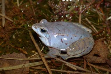 Die Männchen des Moorfrosches sind nur zur Laichzeit blau gefärbt. Im Naturschutzgebiet Heiliges Meer kommt der Moorfrosch vor. &lt;br&gt;Foto: LWL/Kronshage 