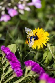 Glashummel von Glasbläser Falk Bauer zwischen farbenfrohen Blumen.&lt;br&gt;Foto: LWL/Bokeum Lee 