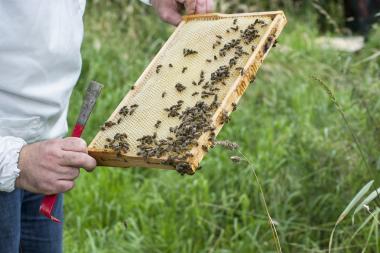 &quot;Fleißige Bienchen&quot; heißt - Familienrundgang zum Weltbienentag.&lt;br&gt;Foto: LWL 