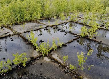 Auf ehemaligen Industrieflächen gehört die Birke als Pionierpflanze zu den ersten Bewohnern, die den Lebensraum zurückerobern.<br>Foto: Joachim Schumacher