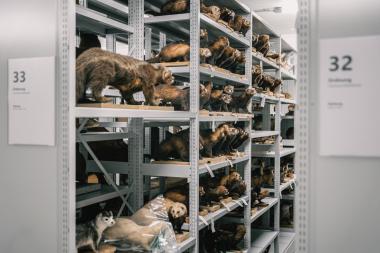 Einblicke in die Sammlungen des LWL-Museums für Naturkunde gibt es bei der Führung durch das Zentralmagazin in der Speicherstadt in Münster.&lt;br&gt;Foto: LWL/Steinweg 