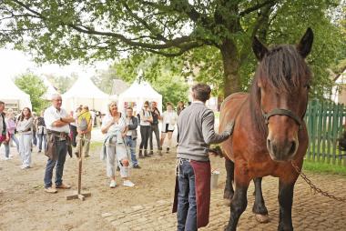 Beim Freilichtgenuss im LWL-Freilichtmuseum Detmold stehen in diesem Jahr die Senner Pferde sowie die Kaltblüter im Mittelpunkt.<br>Foto: LWL/Robin Jähne