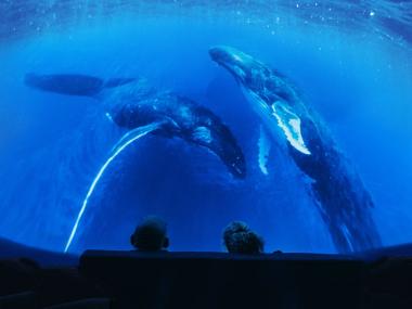 Entspannt zurücklehnen und eintauchen in den Ozean im LWL-Planetarium Münster.<br>Foto: Embodied Sounds