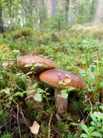 Steinpilze sind gut im Wald, in der Nähe von Eichen, Fichten und Kiefern zu finden.&lt;br&gt;Foto: LWL/Mohr 