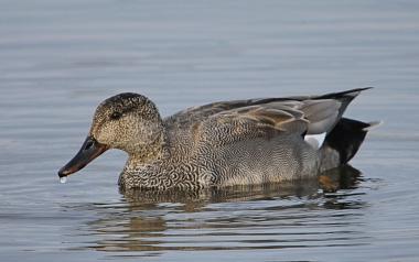 Vögel, wie die abgebildete Schnatterente sind auf der Strecke zu entdecken. <br>Foto: Alfred Steins