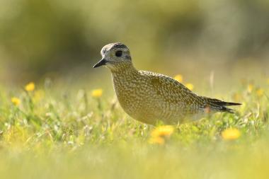 Die Goldregenpfeifer lassen sich im dichten Schwarm fliegend oder bei der Nahrungssuche beobachten. Zu Zugzeiten passieren sie im Herbst und Frühjahr in großer Zahl die Ost- und Nordseeküste. <br>Foto: Fabian Karwinkel