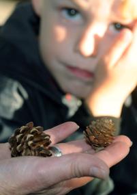 Mit Naturmaterialien wie Tannenzapfen wird am Samstag auf der Zeche Nachtigall gebastelt.<br>Foto: LWL