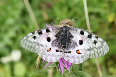 Der Rote Apollo oder Apollofalter ist ein in Europa stark bedrohter und streng geschützter Schmetterling aus der Familie der Ritterfalter.&lt;br&gt;Foto: Johannes Kamp, Observation.org 