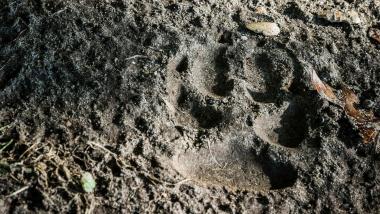 Den Tieren auf die Spur über deren im Boden hinterlassenen Spuren können Interessierte auf der Exkursion der Artenakademie des LWL-Museums für Naturkunde gehen.<br>Foto: LWL/Steinweg