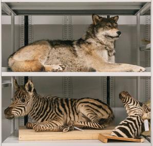 Einblicke in die Sammlungen des LWL-Museums für Naturkunde gibt es bei der Führung durch das Zentralmagazin in der Speicherstadt in Münster.<br>Foto: LWL/Steinweg