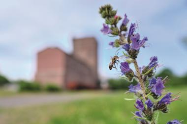 Die Natternkopf-Mauerbiene vor der Kulisse der Zeche Hannover - eine von vielen Aufnahmen der Ausstellung "Industrie-Insekten", die der LWL am Freitag in Bochum eröffnet.<br>Foto: LWL / Klaus Rieboldt