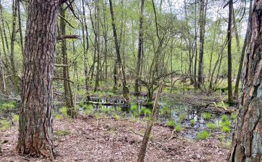 Im Lüntener Wald soll mit regelmäßigen Messungen der CO2-Austausch zwischen Wald und Atmosphäre untersucht werden. Dafür baut der LWL-BLB eigens einen 30 Meter hohen Messturm.&lt;br&gt;Bild: LWL/BLB 