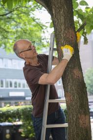 Der Lackkünstler Heri Gahbler bei der Lackbaumernte.&lt;br&gt;Foto: LWL/ Gregor Wintgens 