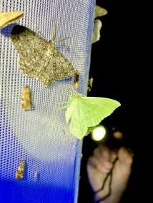 Den nachtaktiven Schmetterlingen auf die Spur gehen - Nachtleuchten bei Lengerich.<br>Foto: LWL/Jan Ole Kriegs
