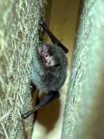 Einen abendlichen Streifzug zu Sendens Fledermäuse (hier ein Archivbild einer Wasserfledermaus vom Aasee in Münster) können Interessierte im Rahmen der Artenakademie erleben.<br>Foto: Jan Ole Kriegs