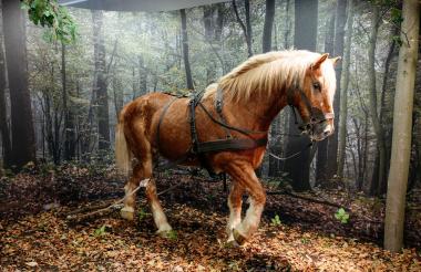Das präparierte Rückepferd aus der Ausstellung "Alleskönner Wald", die seit Juli im Dobergmuseum zu sehen ist. Beim Waldfest können Besucher ein echtes Rückepferd erleben - der Startschuss für das Begleitprogramm zur Ausstellung mit zahlreichen weiteren Veranstaltungen bis Jahresende.<br>Foto: LWL/Steinweg